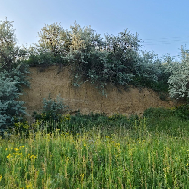 Un campo de hierba y árboles con un cielo azul de fondo.