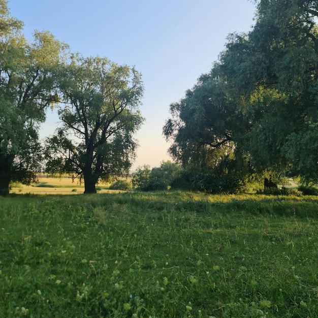 Un campo de hierba con árboles y un cielo azul.