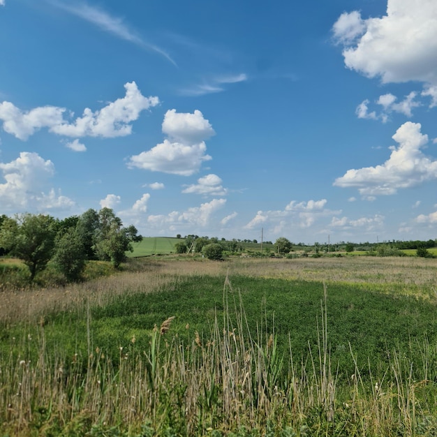 Un campo de hierba y árboles.