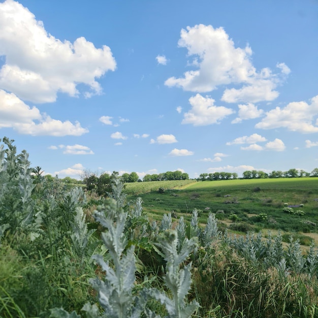 Un campo de hierba y árboles.