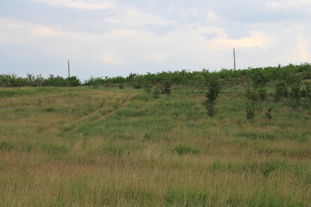 Un campo de hierba y árboles.