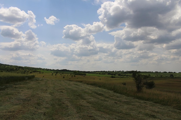 Un campo con hierba y árboles.