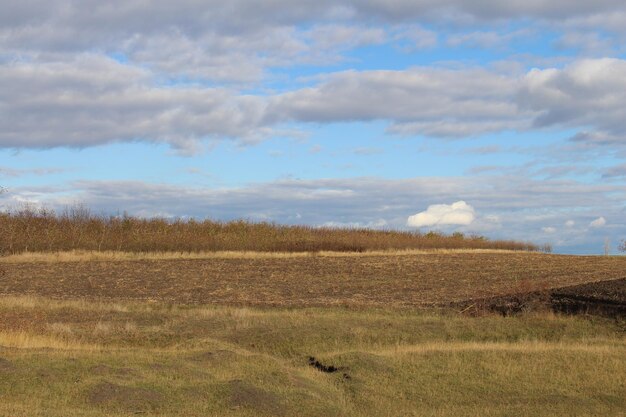 Un campo con hierba y arbustos