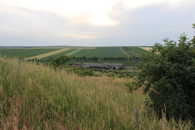 Un campo de hierba y el Área Natural de Konza Prairie