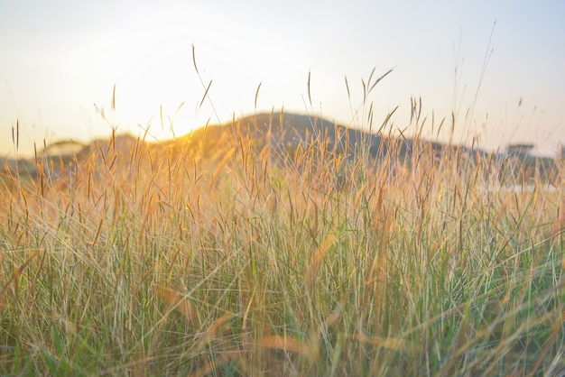 Campo de hierba borrosa con luz suave al atardecer.