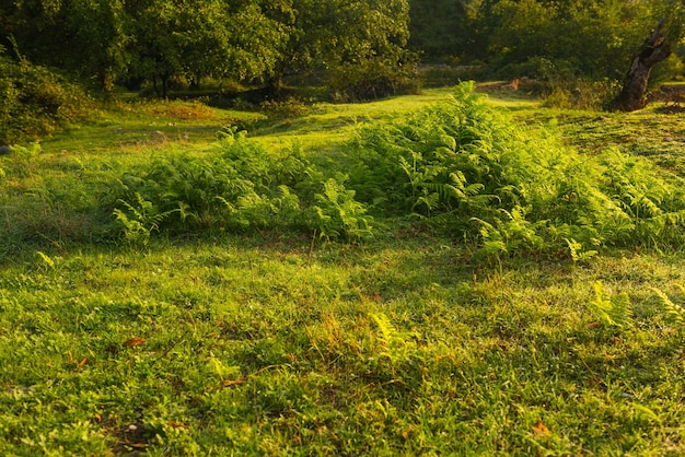 Un campo de hierba con un bosque al fondo.