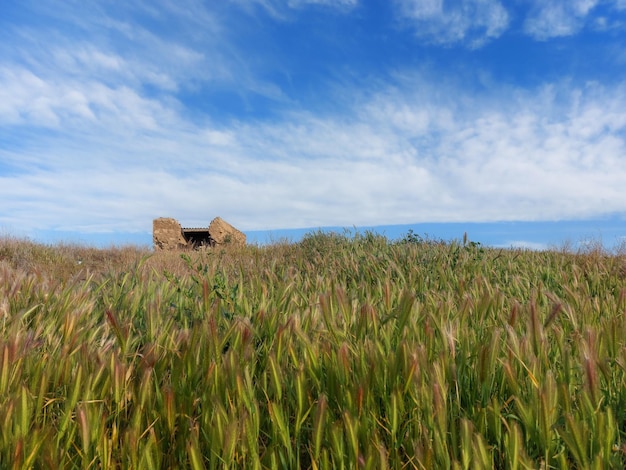 Un campo de hierba con un cielo azul y nubes al fondo.