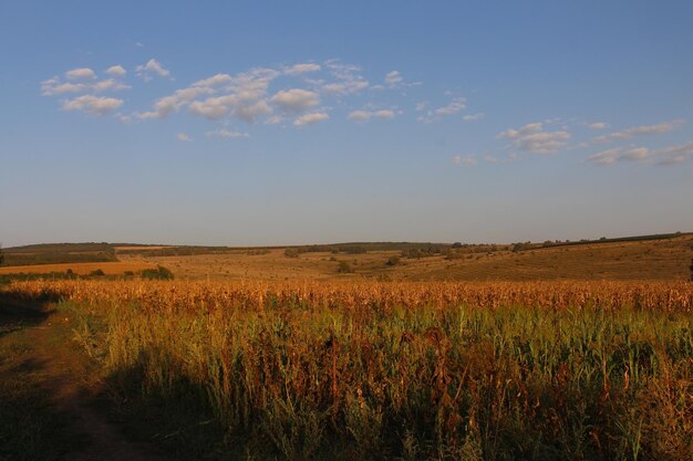 Un campo de hierba y un cielo azul.