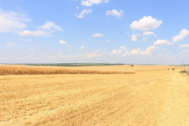 Un campo de hierba y cielo azul