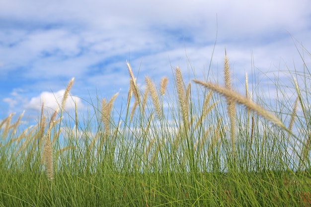 Campo de hierba con cielo de nubes