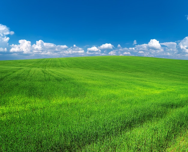 Foto campo de hierba y cielo perfecto.