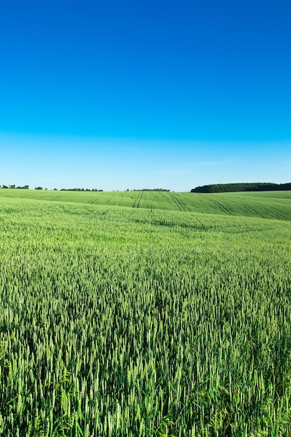 Campo de hierba y cielo perfecto