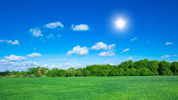 Foto campo de hierba y cielo perfecto