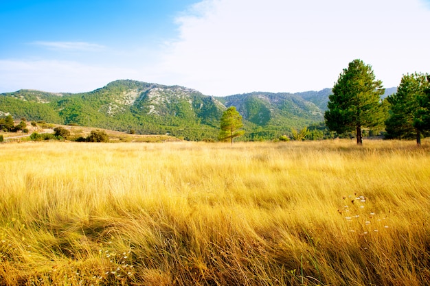 campo de hierba dorada con montañas de pinos