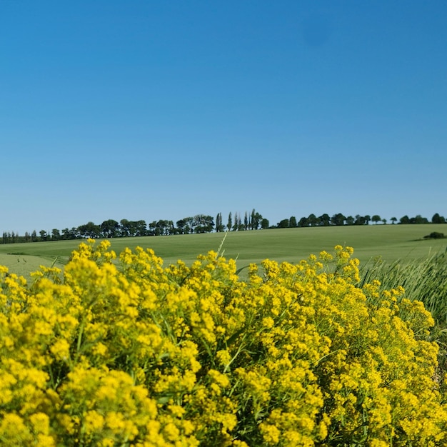 Un campo de hierba y flores amarillas.