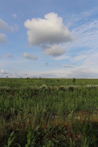 Un campo de hierba y flores.