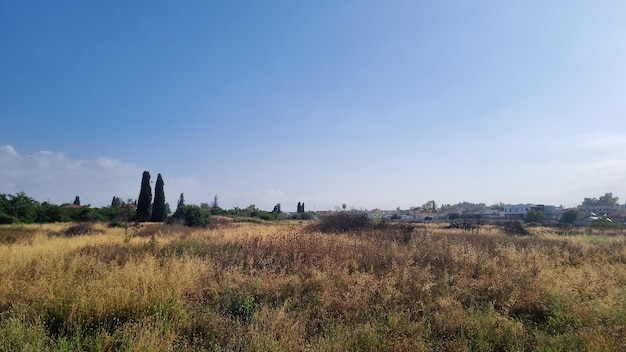 Un campo de hierba con una iglesia al fondo.