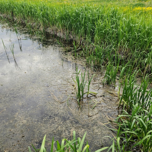 Un campo de hierba junto a un cuerpo de agua con un campo verde al fondo.