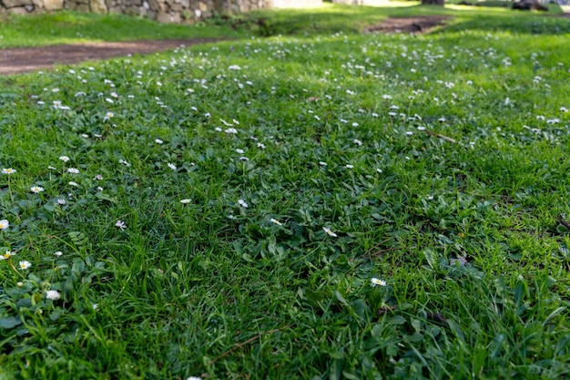 Un campo de hierba con muchas flores blancas esparcidas por todas partes