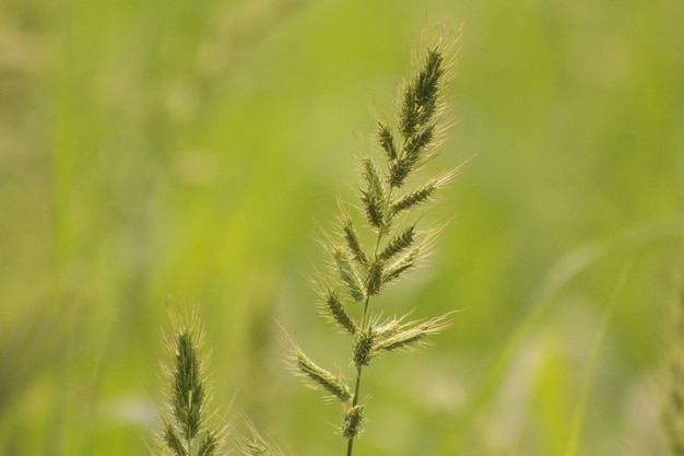 Un campo de hierba con la palabra avena.