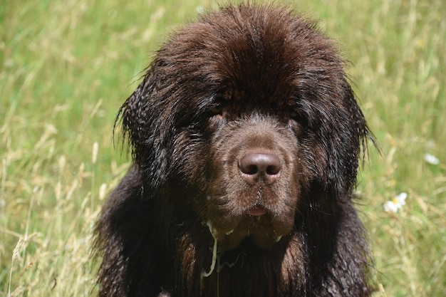 Campo de hierba con un perro Terranova marrón chocolate babeando.