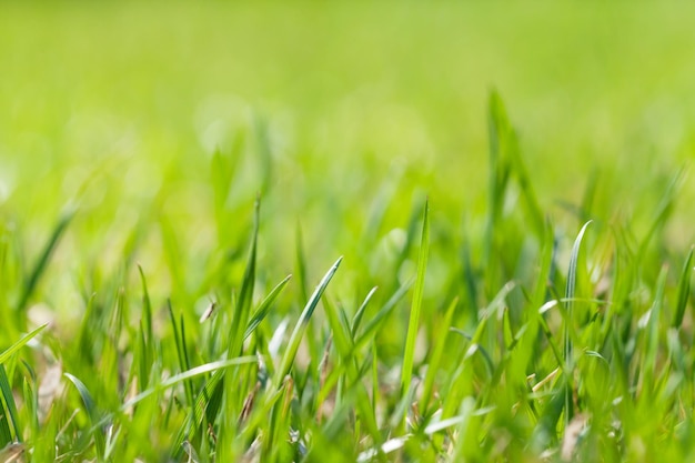 Campo de hierba de primavera soleada