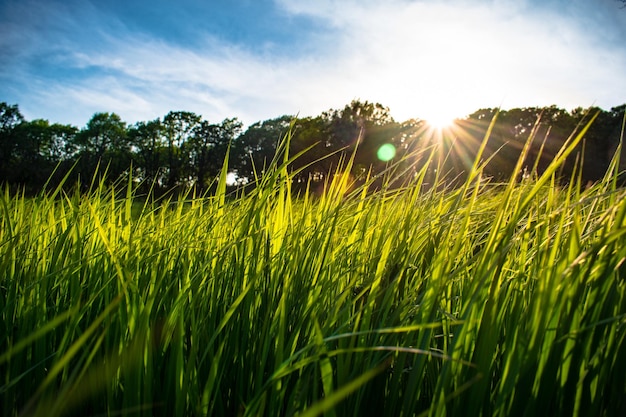 Un campo de hierba con la puesta de sol detrás de él