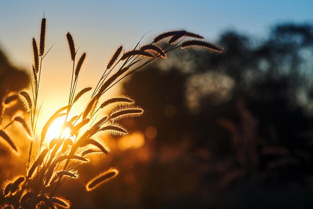 Un campo de hierba con la puesta de sol detrás de él