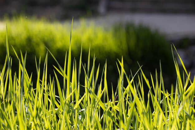 Foto un campo de hierba que es verde y tiene el sol brillando sobre él.