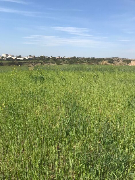 un campo de hierba que tiene un cielo azul y algunas nubes