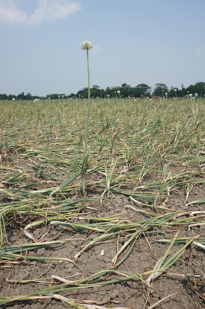 Foto un campo de hierba que tiene una planta en él