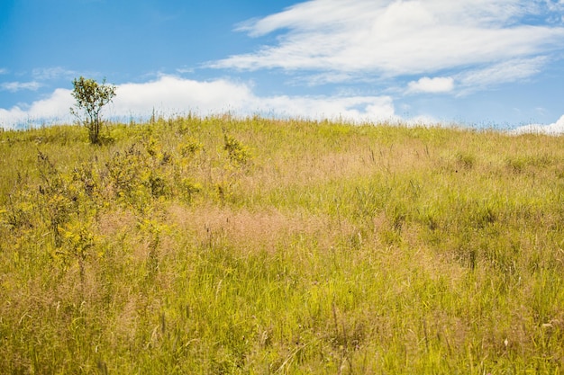 campo de hierba seca del campo