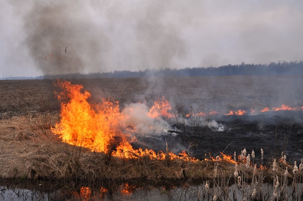 Un campo de hierba seca está en llamas a principios de primavera.