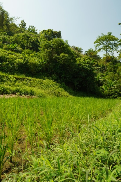 Un campo de hierba en la selva.