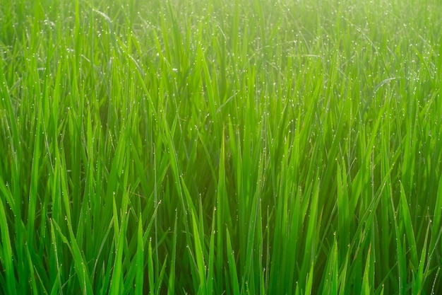 Un campo de hierba con el sol brillando sobre él.