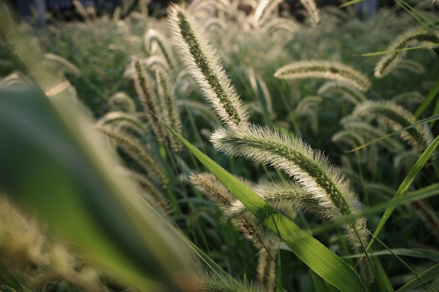 Un campo de hierba con el sol brillando sobre él.