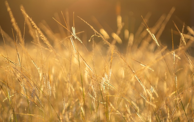 Un campo de hierba con el sol brillando sobre él.