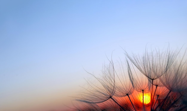 Un campo de hierba con el sol detrás