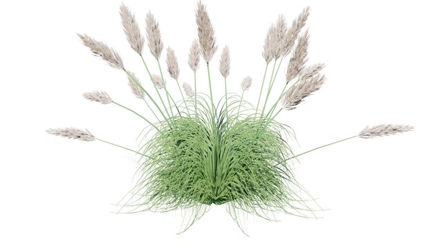 un campo de hierba con el título de diente de león en él