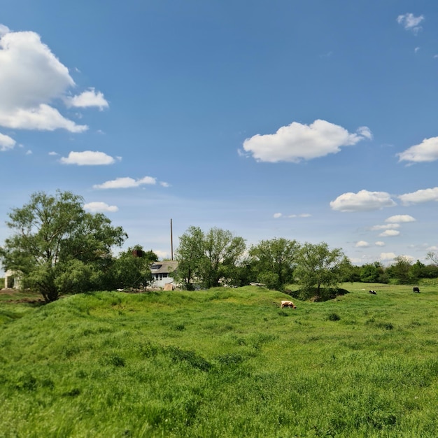 Un campo de hierba verde con algunas vacas.