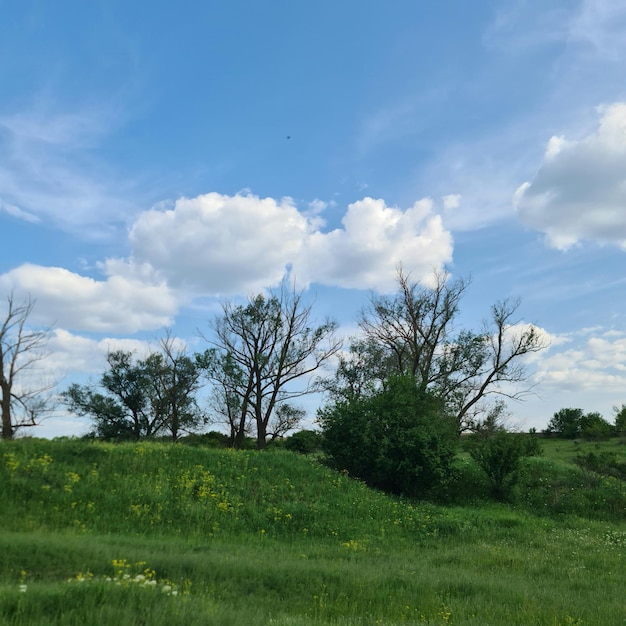 Un campo de hierba verde con algunos árboles y un cielo azul con nubes.