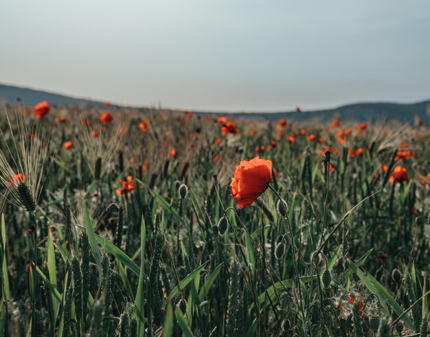 Campo con hierba verde y amapolas rojas contra el cielo del atardecer hermoso campo amapolas rojas con