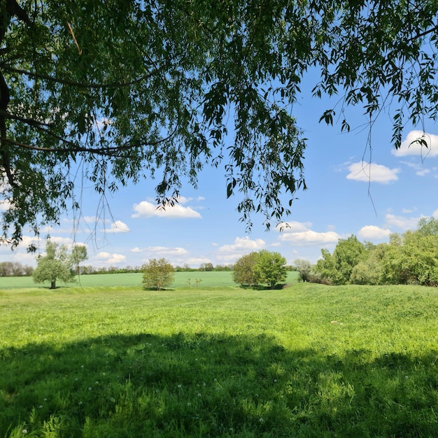 Un campo de hierba verde con un árbol colgando sobre él y un cielo azul con nubes blancas.