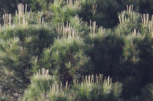 Campo de hierba verde de árbol grande en el parque