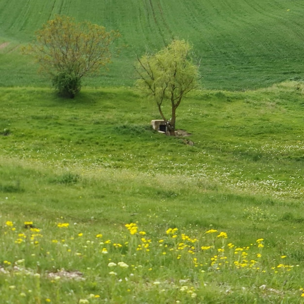 Un campo de hierba verde con un árbol en primer plano y un campo de flores amarillas.