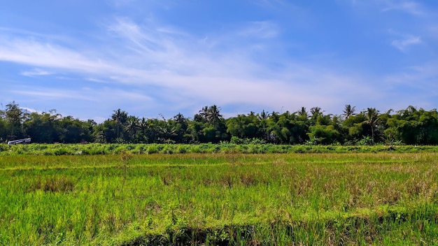 Un campo de hierba verde y árboles con un cielo azul de fondo