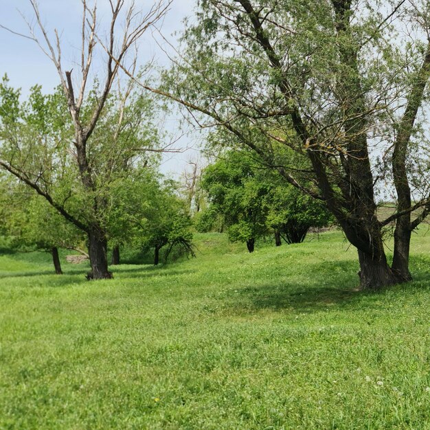 Un campo de hierba verde con árboles y un cielo azul de fondo.