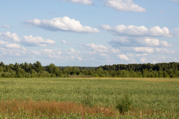 Campo de hierba verde un bosque en el horizonte y un cielo azul