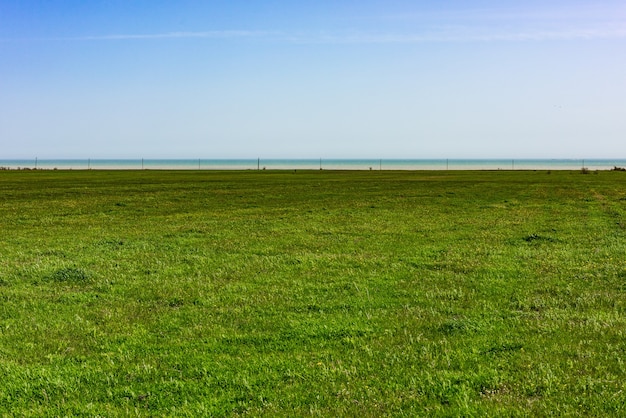 Foto campo con hierba verde brillante