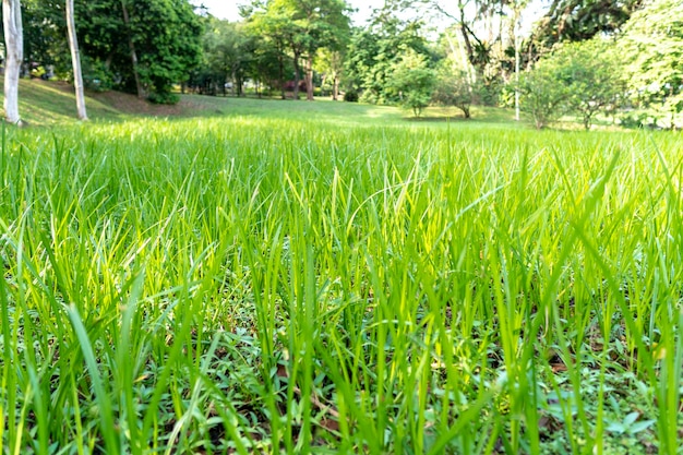 Campo de hierba verde en el campo en un día soleado a principios de primavera vista inclinada de ángulo bajo